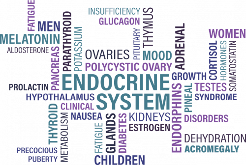 Resumen de endocrinología